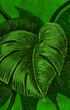 Foliage - digital painting 