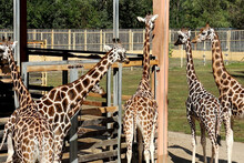 Giraffe In Zoo