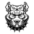 American Pitbull Terrier dog head.	
