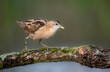 Little crake bird ( Porzana parva )