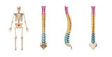Fototapeta  - Accurate spine or spinal column bones with lumbar, thoracic and cervical vertebrae in color isolated on white background 3D rendering illustration. Anterior, lateral and posterior views