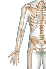 accurate posterior or rear view of the arm or upper limb bones of the human skeletal system with mal