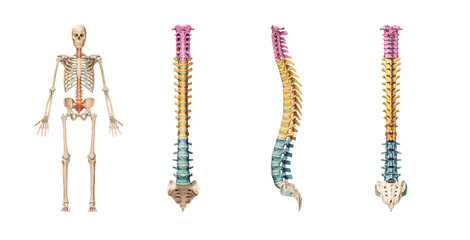 Wall Mural - accurate spine or spinal column bones with lumbar, thoracic and cervical vertebrae in color isolated