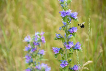 A Bumble Bee Is Flying Towards A Stalk Of Purple Wild Flowers In A Field.