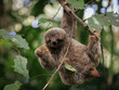 A young sloth in Costa Rica 