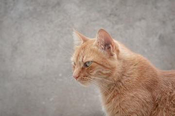 Wall Mural - Profile photo of an orange tabby cat with an angry look on a gray background