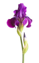 Stem A Single Deep Purple Flower Of Bearded Iris (Iris Germanica) And Two Developing Buds