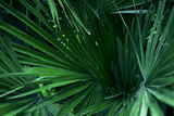 Fototapeta Łazienka - Beautiful green tropical leaves outdoors, closeup view