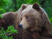 Portrait Of The Brown Bear (ursus Arctos) In The Forrest