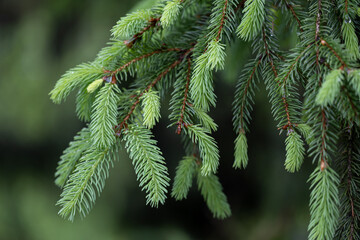 branch of a pine