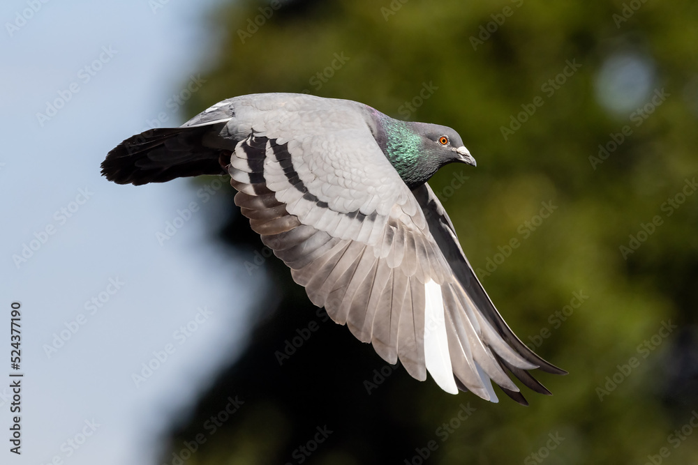 Rock Pigeon in flight with wings down Stock Photo | Adobe Stock