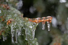 Icicles On A Branch