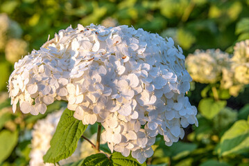 Wall Mural - Delicate white inflorescence of hydrangea flowers on a blurred background.