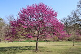 Fototapeta Miasto - redbud tree blooming in a park