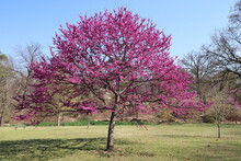 Redbud Tree Blooming In A Park