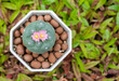 High angle view of Lophophora williamsii cactus (or Peyote) with twin pink flowers blooming.