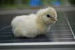 An adorable white hair Silky Chick on the solar roof.