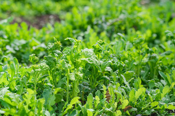 Naklejka na meble 菜