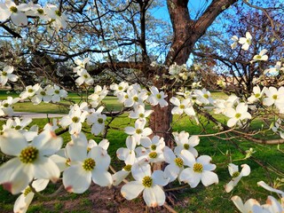 Wall Mural - dogwood tree blossoming in the spring