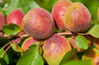 apricots are ripening, a twig of unripe apricots on a tree close-up