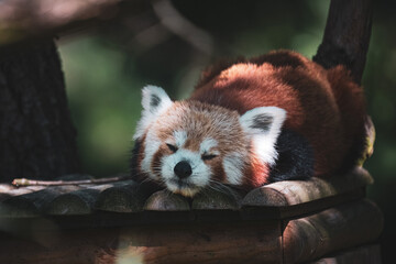 Wall Mural - red panda on the tree