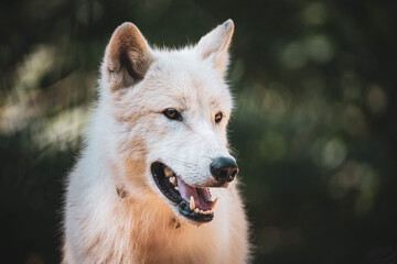 Wall Mural - arctic wolf