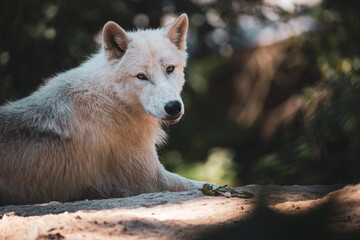 Wall Mural - arctic wolf