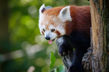 Poster - red panda on the tree