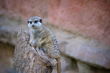 Sticker - portrait of meerkat