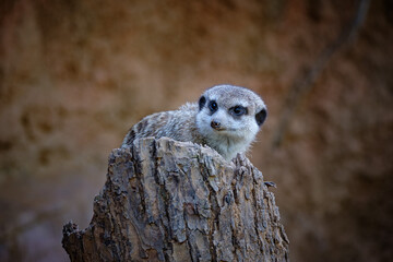 Sticker - portrait of meerkat