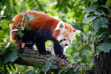 Wall Mural - red panda on the tree