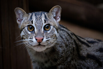 Wall Mural - portrait of a fishing cat