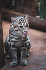 Wall Mural - portrait of a fishing cat