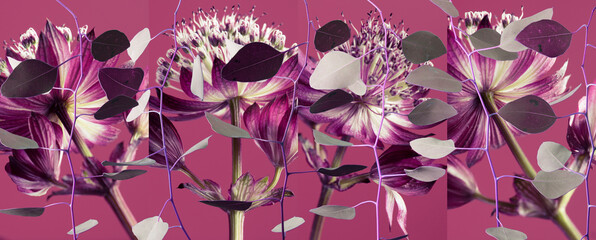 Wall Mural - Purple flowers on pink background, fresh branches with foliage, abstract botanical panorama.