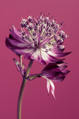 Wall Mural - One flower on a purple background, violet petals close-up.