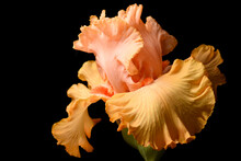 Orange Iris, Bud On A Black Background, One Flower, Isolated.