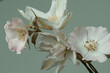 Delicate white flowers on a blue-green background, pastel colors, studio shot.