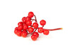 viburnum branch isolated on white background. red berries.