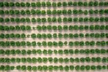 Aerial View Of Citrus Orchard. Top View Of Lemon Trees Cultivating.