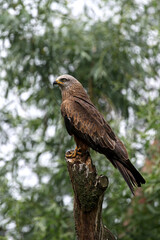 Sticker - black kite