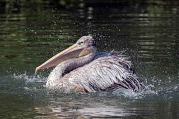 Sticker - pink-backed pelican