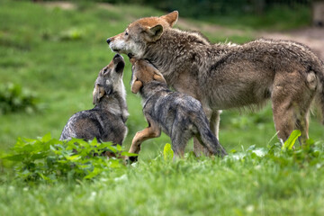 Naklejka na meble gray wolf with pups