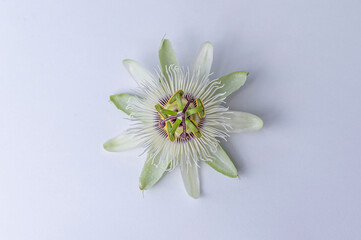 White passion flower, Passiflora caerulea 'Constance Elliott' flower detail isolated on white background