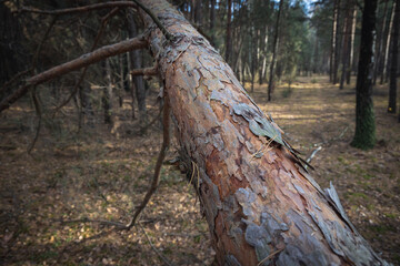 Poster - Fallen tree in forest near Skierniewice city, Lodz Province of Poland