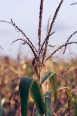 Aufkleber - Dry corn field, dry corn stalks, end of season. Background autumn