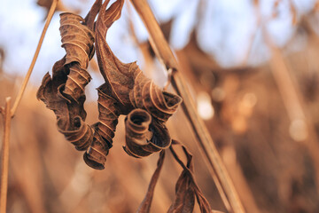 Aufkleber - Beautiful abstract old faded leaf. Close up of a leaves of old flowers. Background pattern for design. Autumn.