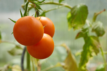 Wall Mural - tomatoes in garden on plant