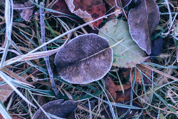 Poster - Close up beautiful surface of frozen plant background winter-autumn .