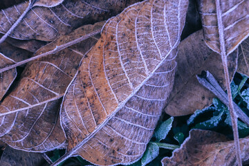 Aufkleber - Close up Brown Frozen leaves background texture symbolizing winter, autumn and spring  mornings