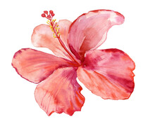 Hibiscus Flower Big Red Flower. Watercolor Illustration